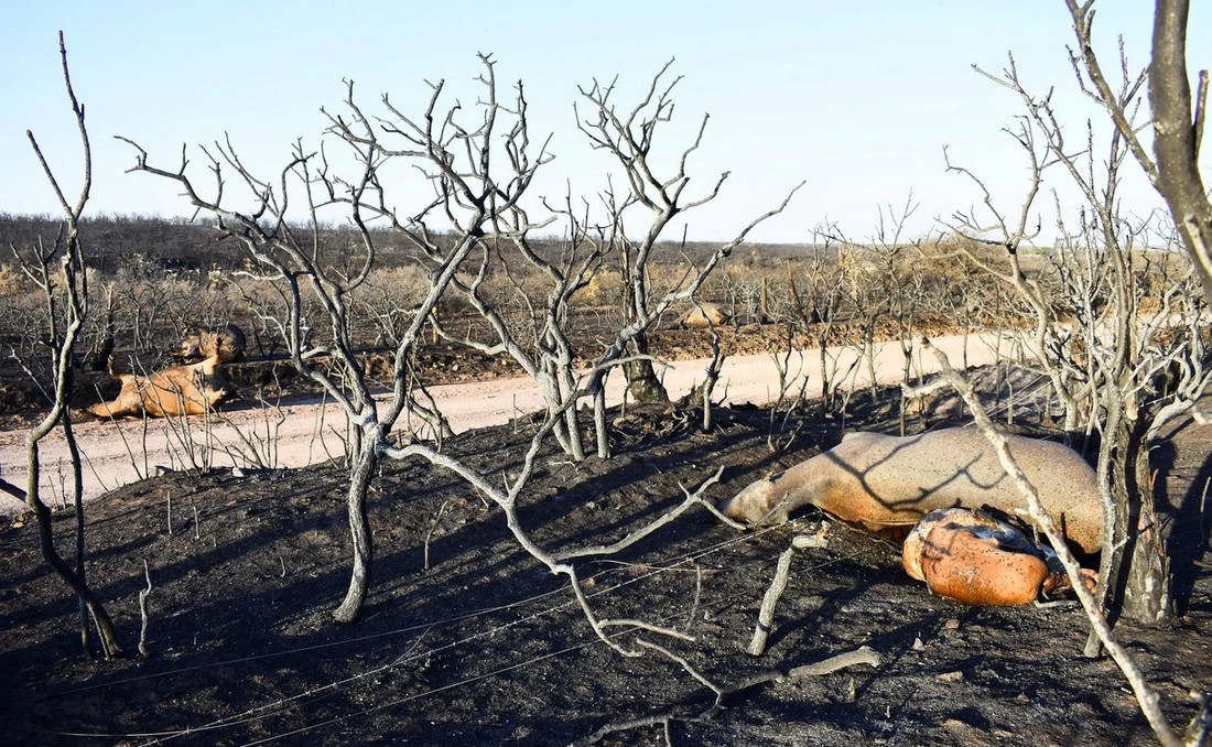 Снимки большого лесного пожара на севере Кордовы