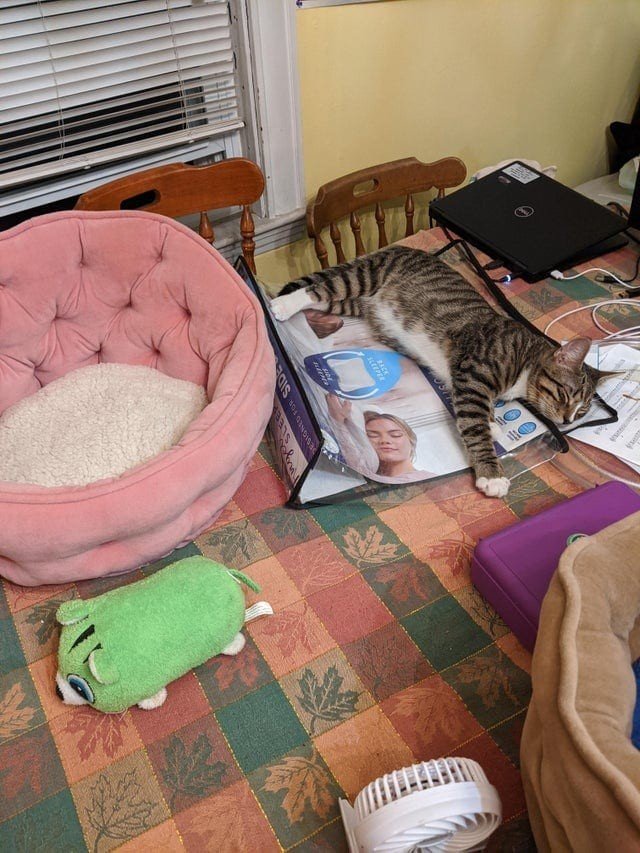 Коты, которые выбрали ну очень удобное место для сна