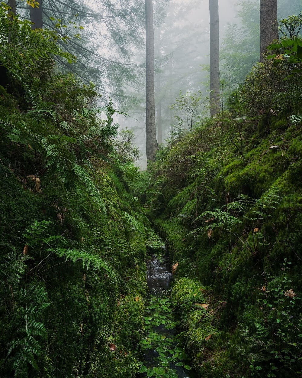 Сказочный лес на снимках Мартина Подта