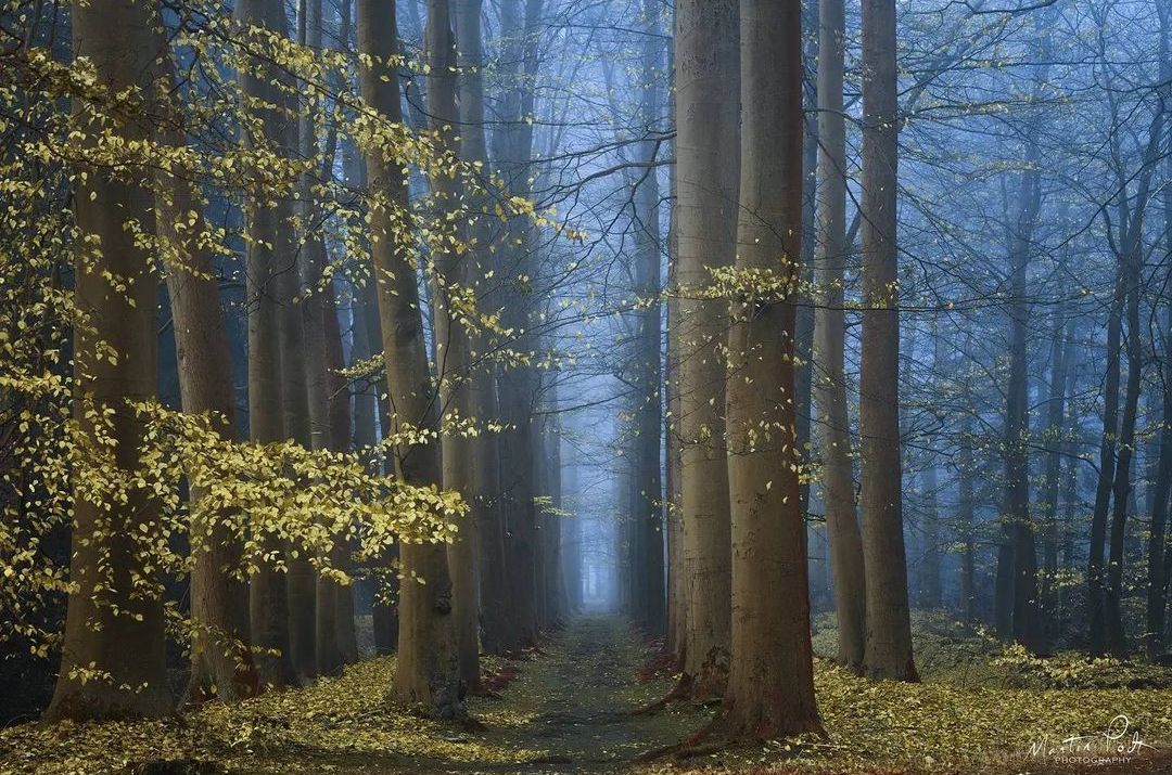 Сказочный лес на снимках Мартина Подта