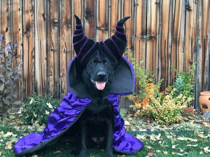 Домашние животные в забавных хэллоуинских костюмах