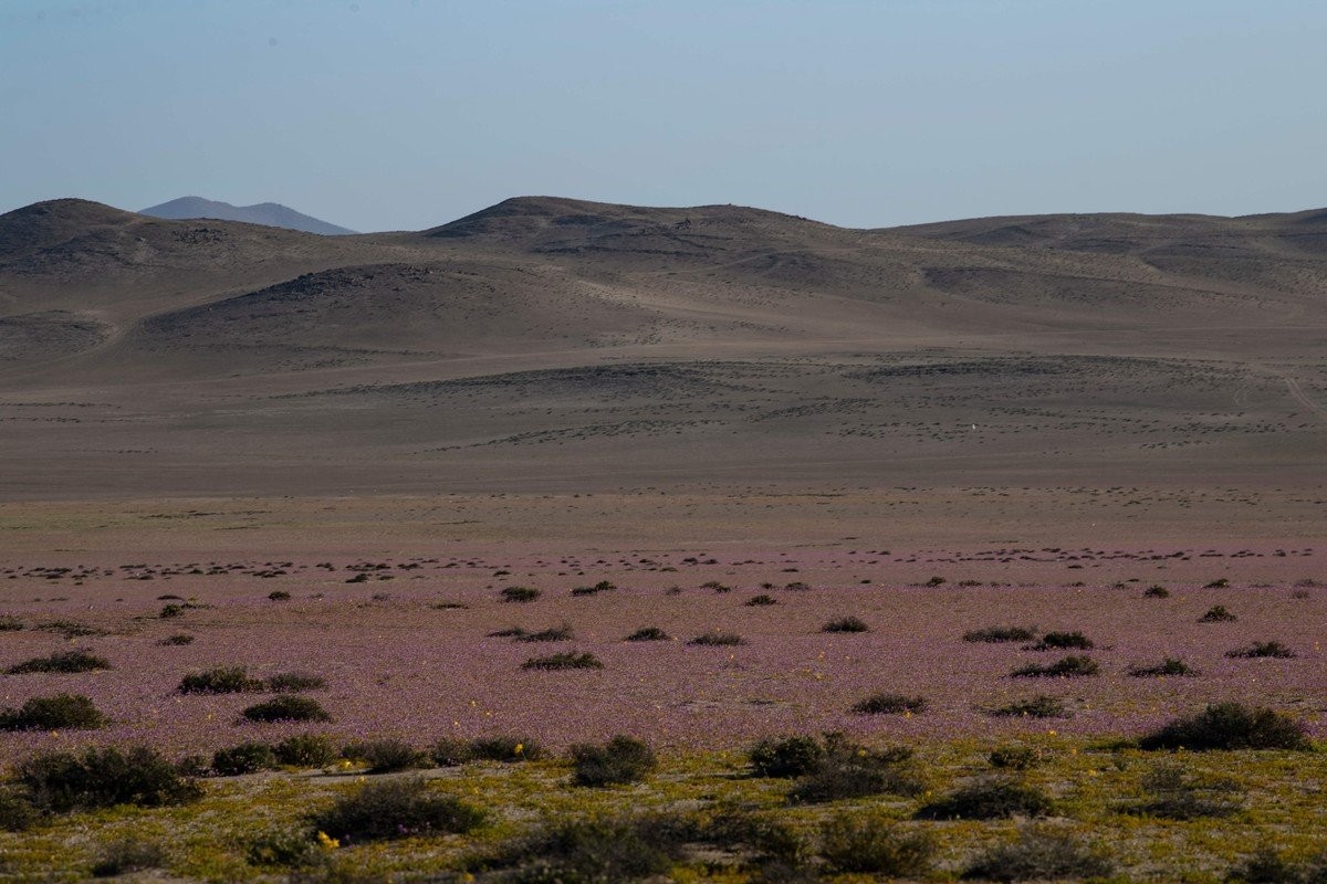 Пустыня Атакама покрыта большим разнообразием цветов
