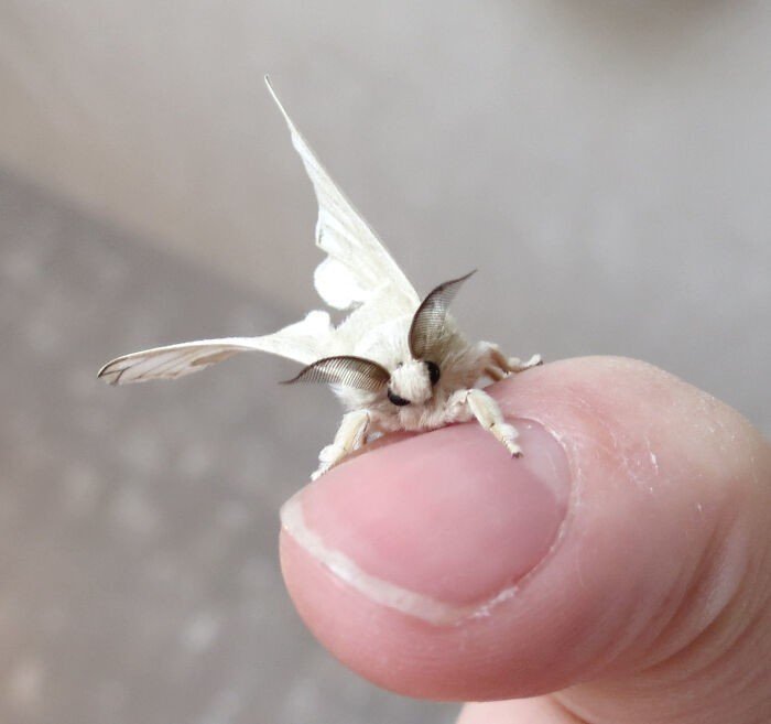 Интересные снимки удивительных насекомых, которыми поделились пользователи сети