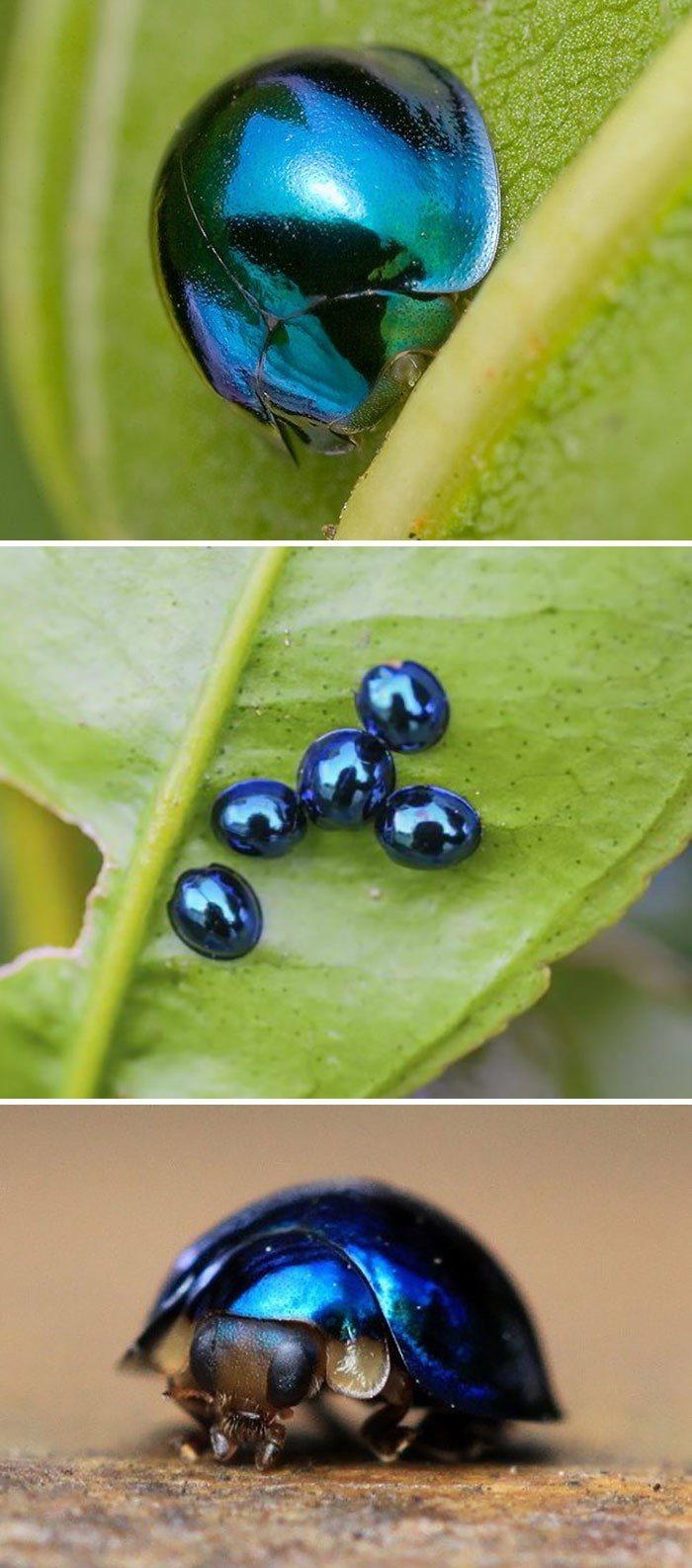 Интересные снимки удивительных насекомых, которыми поделились пользователи сети