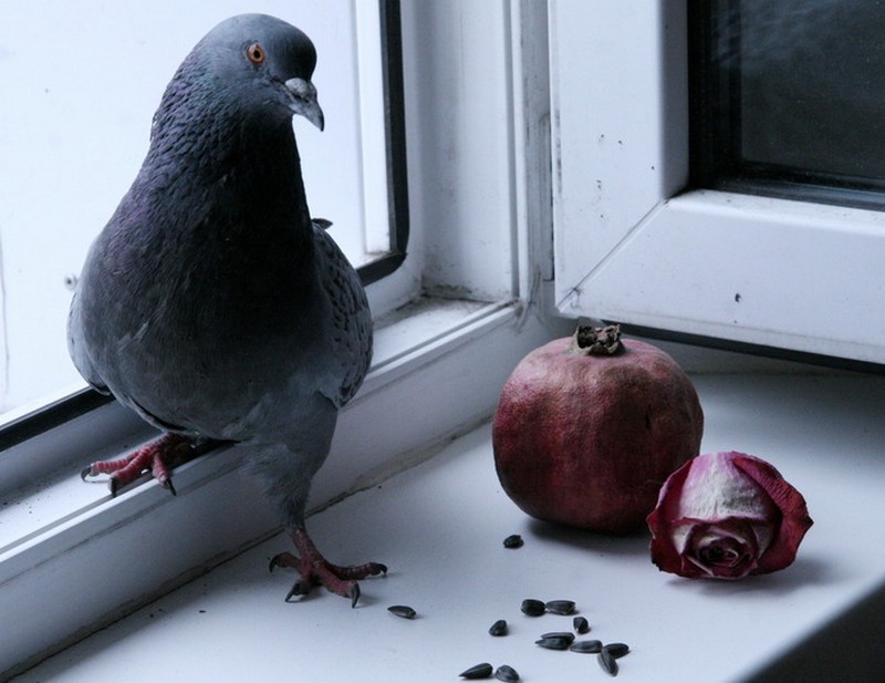 Отрицательные стороны голубей, из-за которых с ними не хочется встречаться