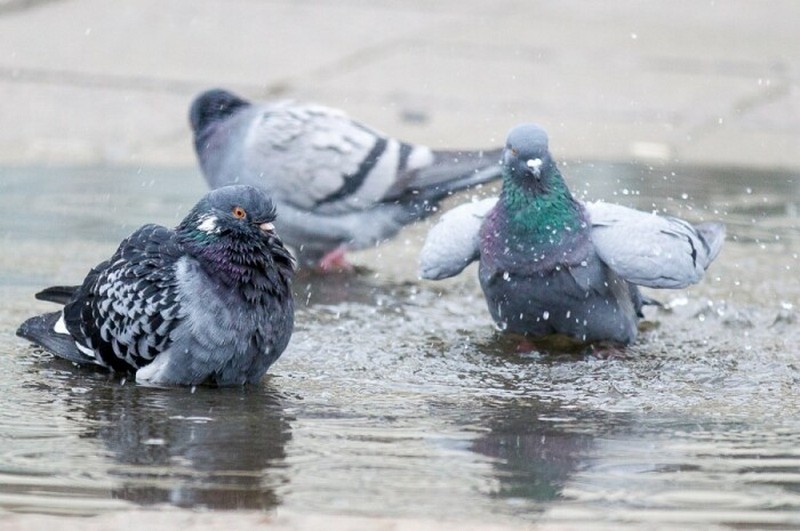 Отрицательные стороны голубей, из-за которых с ними не хочется встречаться