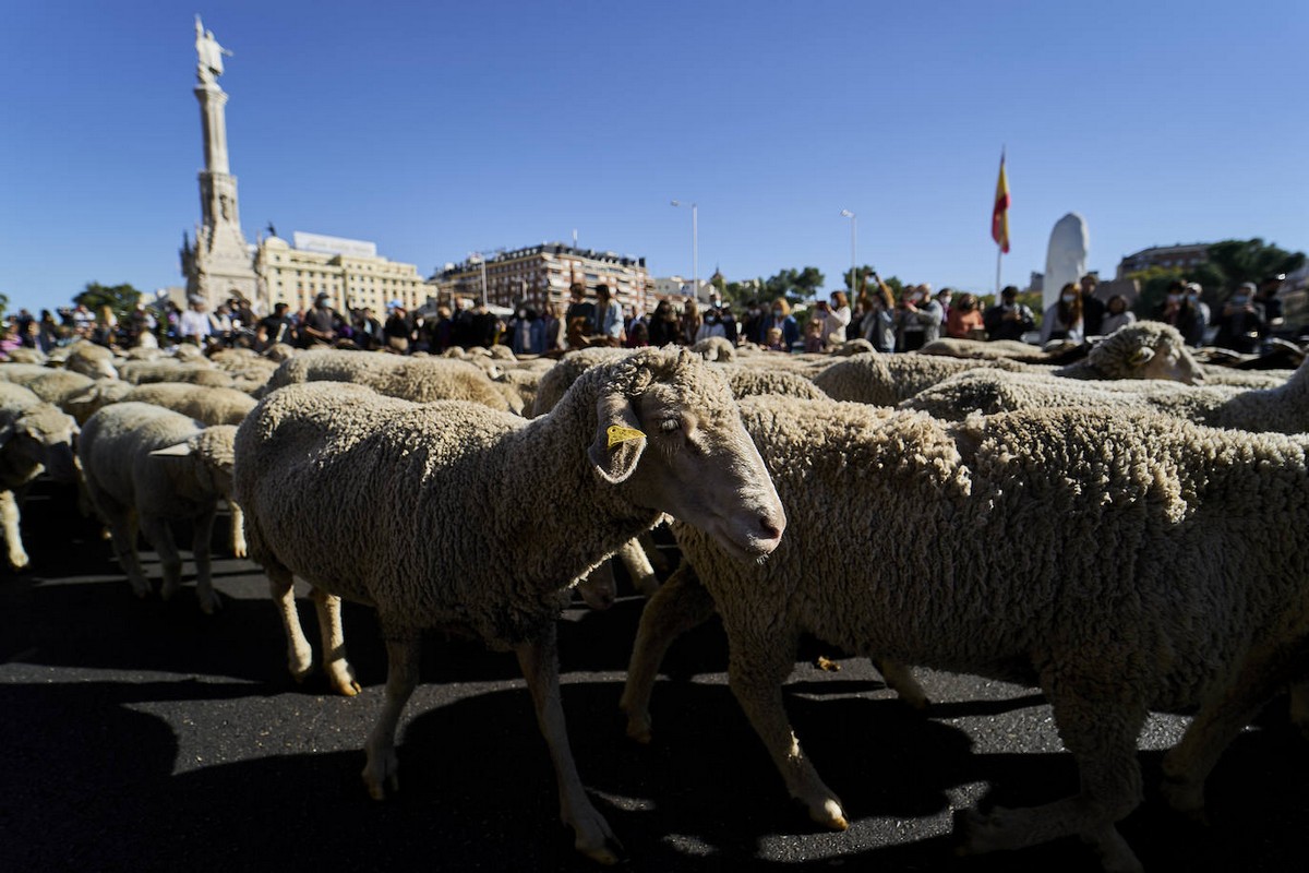 Фестиваль перегона скота на улицах Мадрида