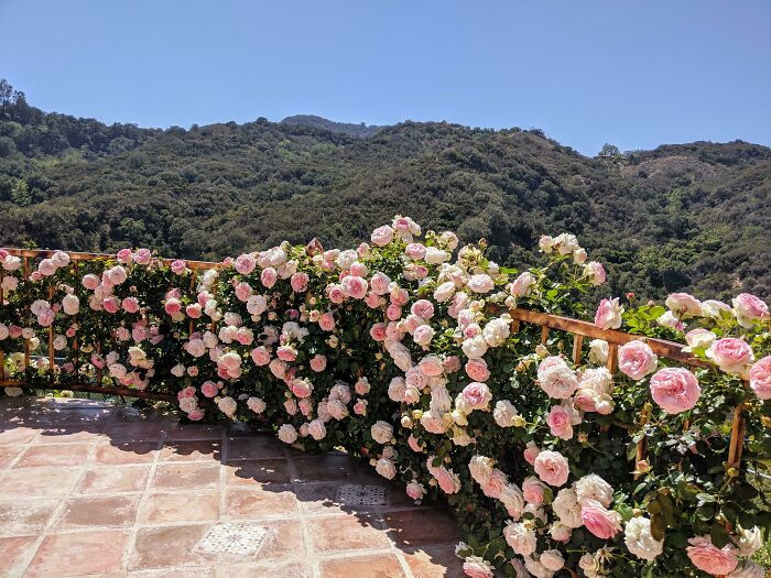Снимки, демонстрирующие любовь к цветам и садам