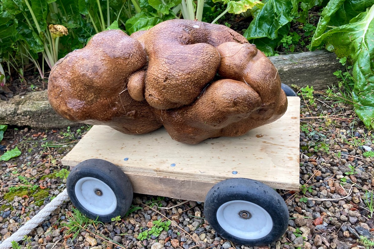 Мировой рекорд: супруги обнаружили огромную картофелину