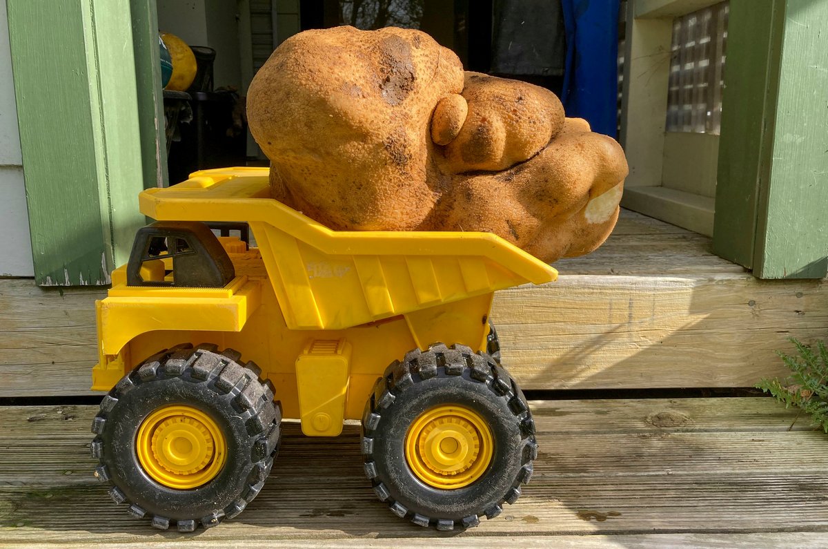 Мировой рекорд: супруги обнаружили огромную картофелину
