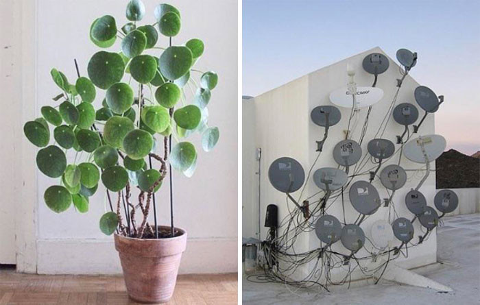 Комнатные растения в домах разных людей