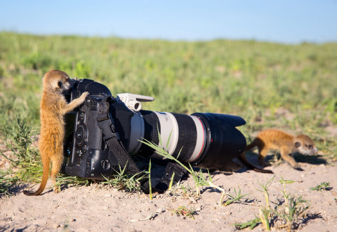 Животные, которые неравнодушны к фотосъёмке