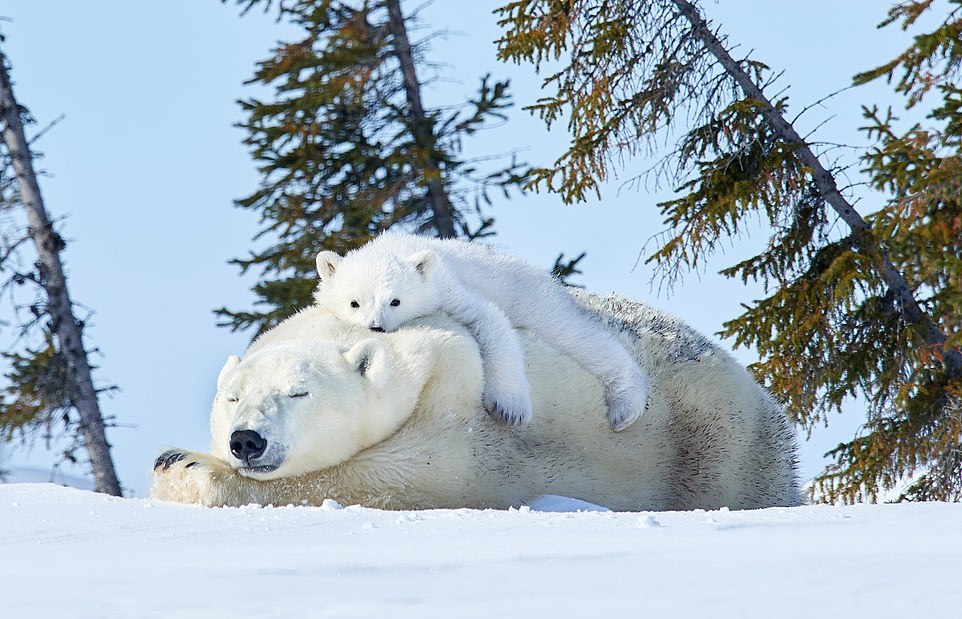 Тройняшки-белые медведи карабкаются на свою маму во время игр на снегу