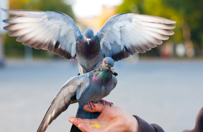 Воркование, зов, хлопанье крыльями: как общаются городские голуби