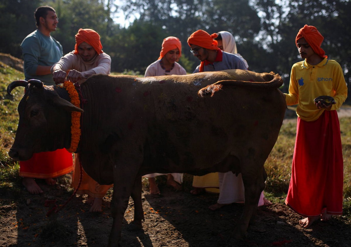День поклонения коровам в Непале на снимках