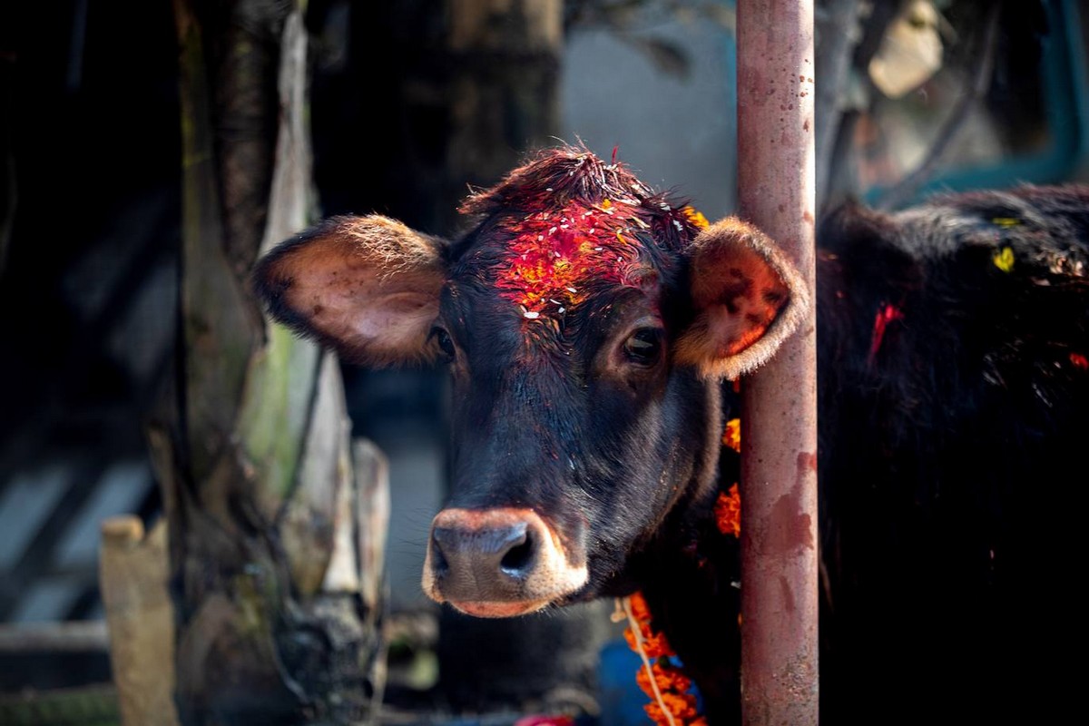 День поклонения коровам в Непале на снимках