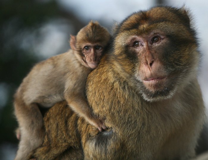 Семь весьма небанальных фактов о приматах
