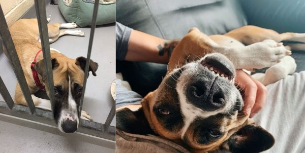 Снимки животных до и после того, как они обрели дом и любящих хозяев
