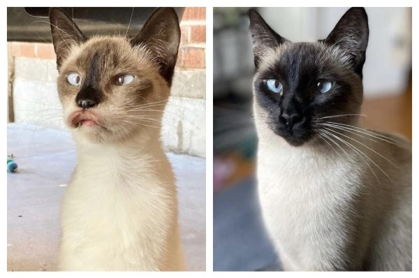 Снимки животных до и после того, как они обрели дом и любящих хозяев