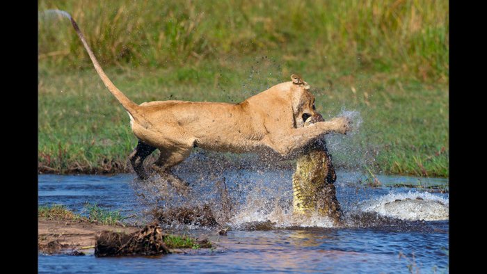 Какие животные сами могут cъеcть льва?