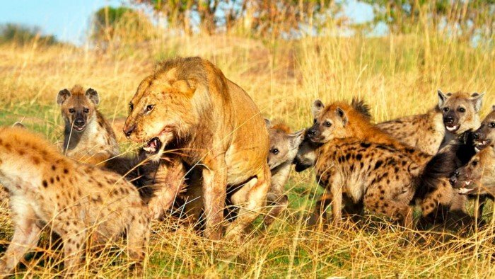 Какие животные сами могут cъеcть льва?