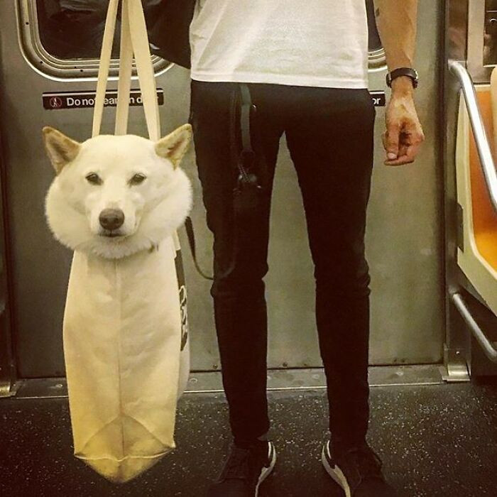 Снимки собак, которые путешествуют в сумках
