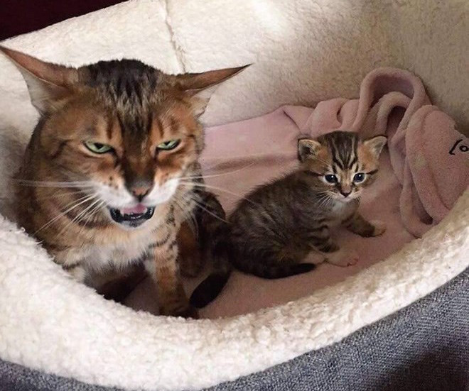 Эти кошки выглядят не очень готовыми к материнству