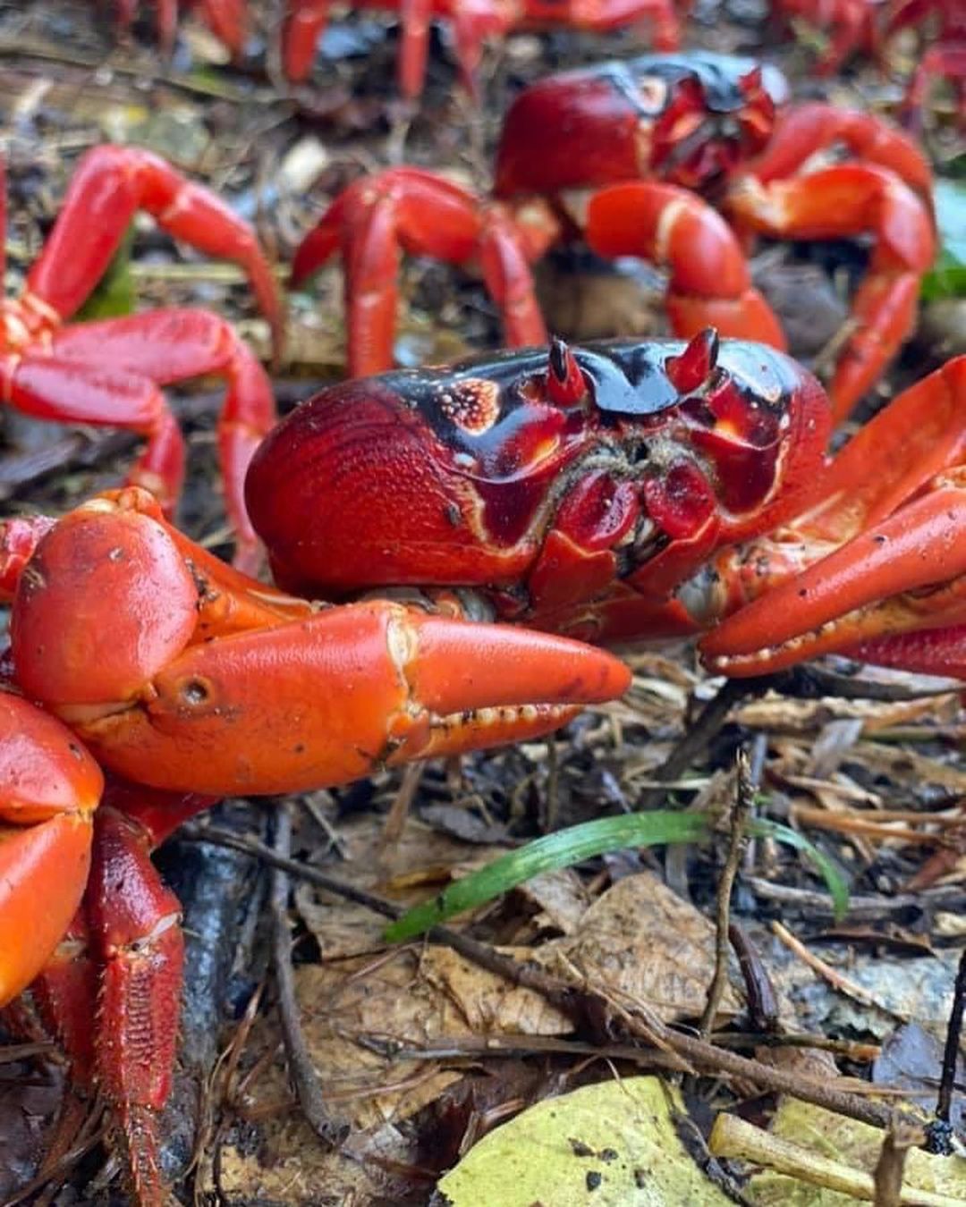 Миллионы красных крабов направились к океану в Австралии