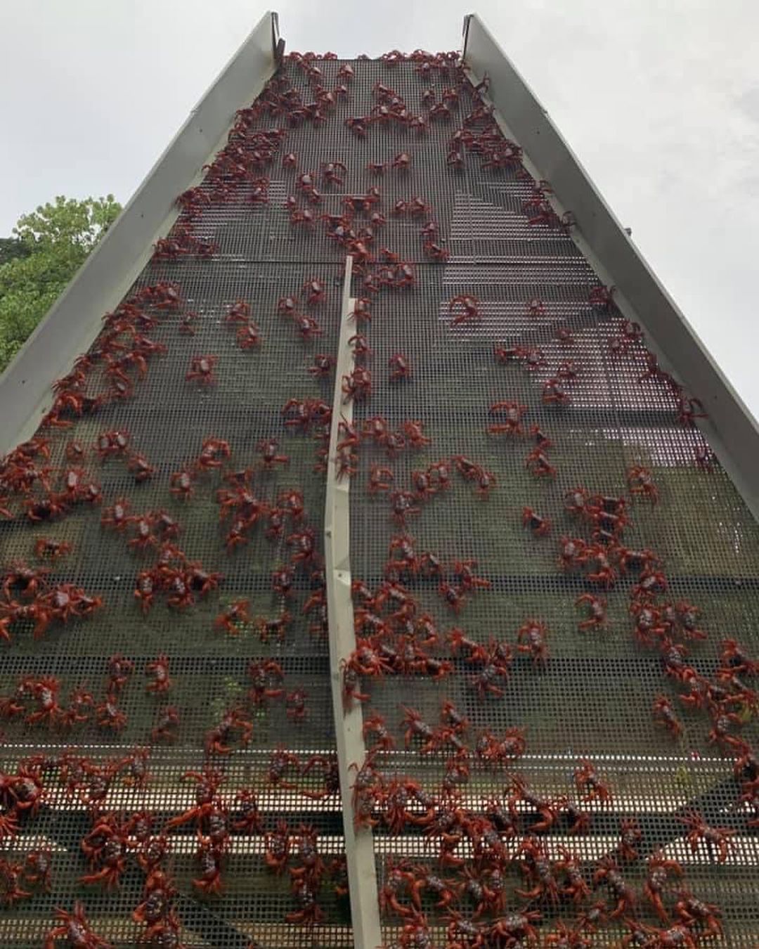 Миллионы красных крабов направились к океану в Австралии