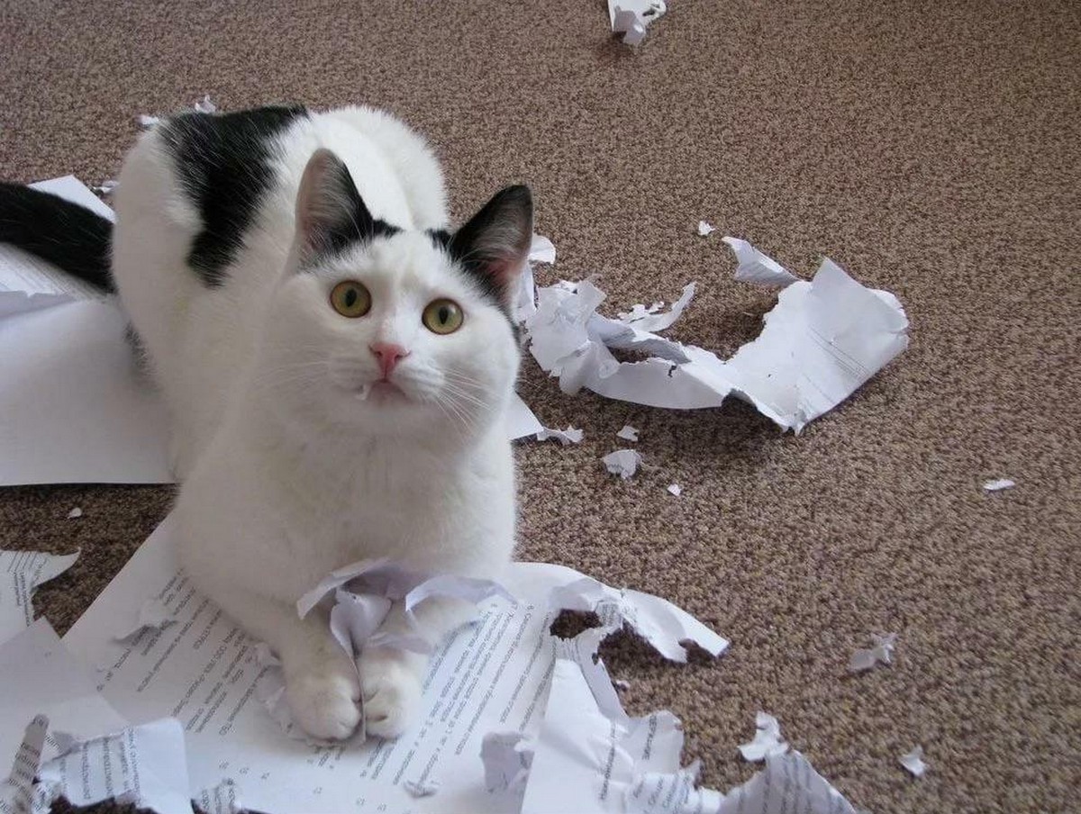 Коты портят. Кот напакостил. Коты шкодники. Нашкодивший котенок. Кот порвал бумагу.