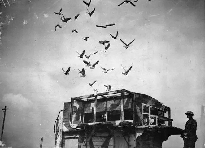 Мобильные голубятни Первой мировой, на которых перевозили птиц-почтальонов