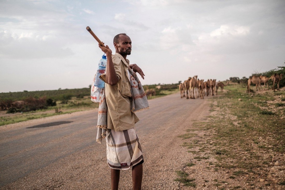 Верблюды в Сомалиленде дают молоко, мясо и силу