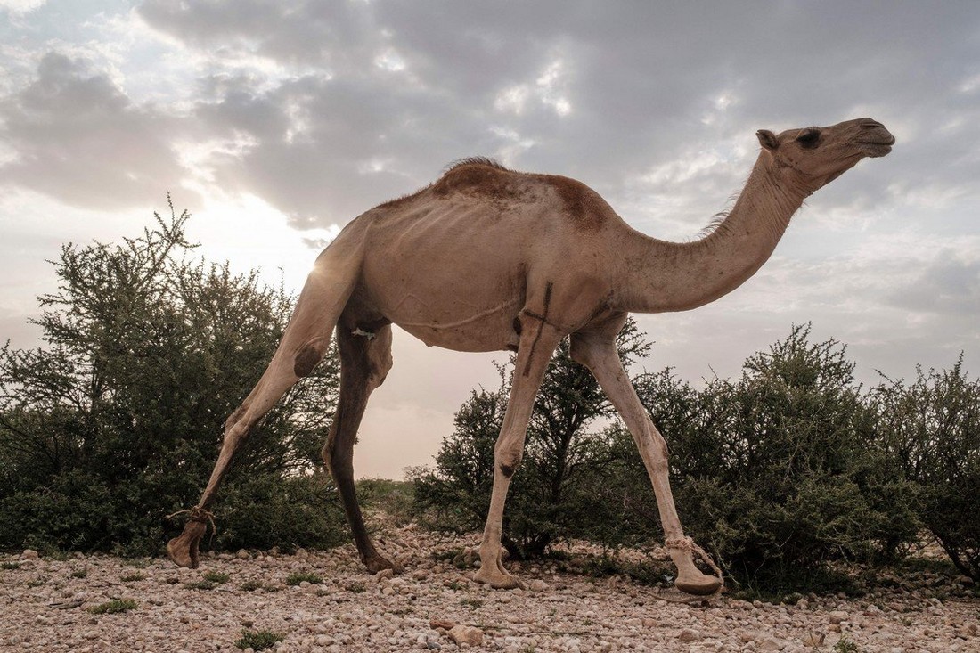 Верблюды в Сомалиленде дают молоко, мясо и силу