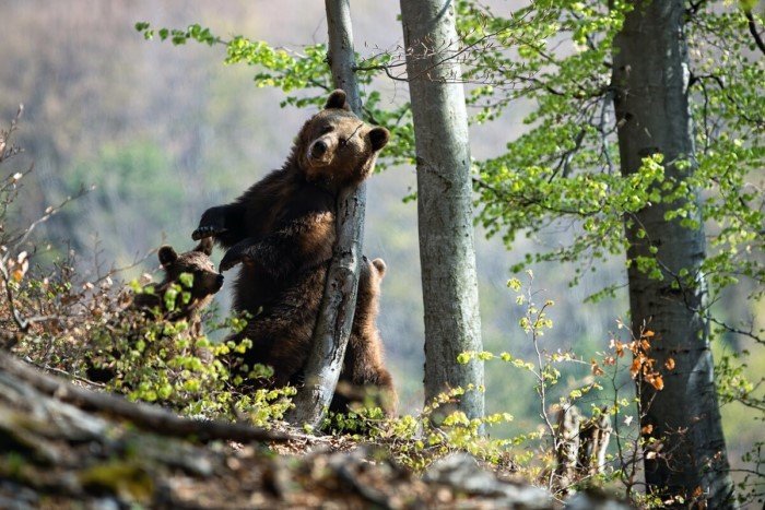 Десять интересных фактов из жизни бурого медведя