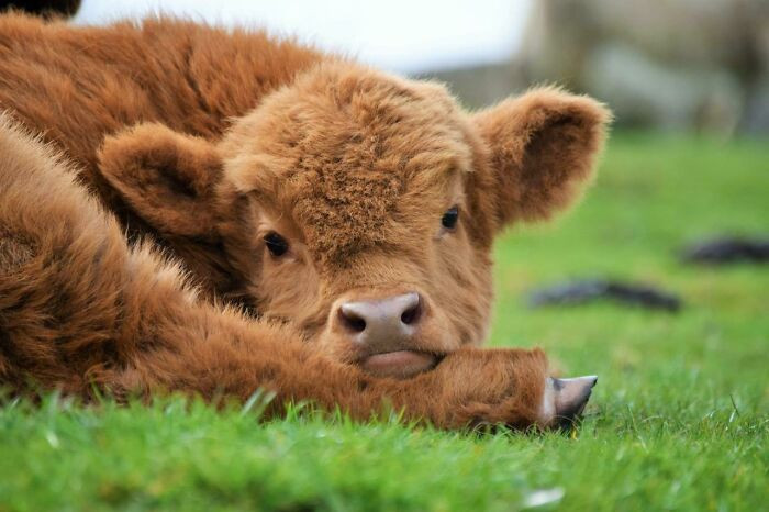 Коровы тоже могут быть милыми и очаровательными Животные