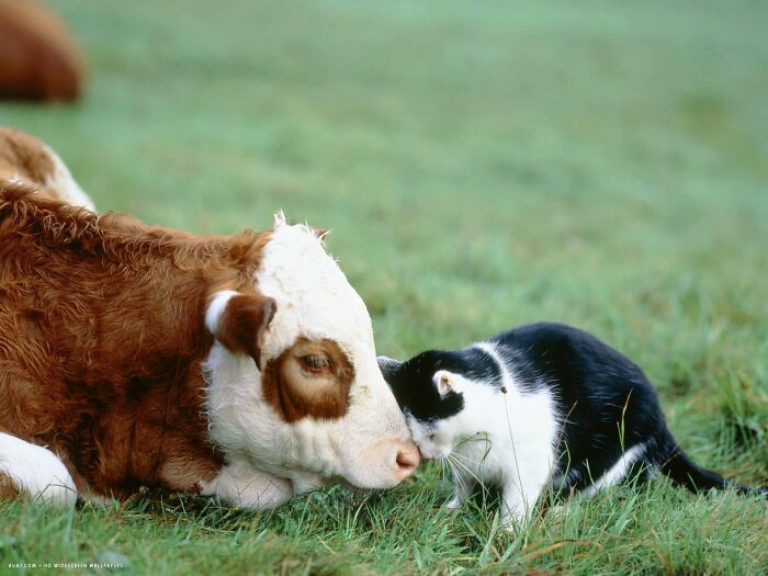 Коровы тоже могут быть милыми и очаровательными Животные