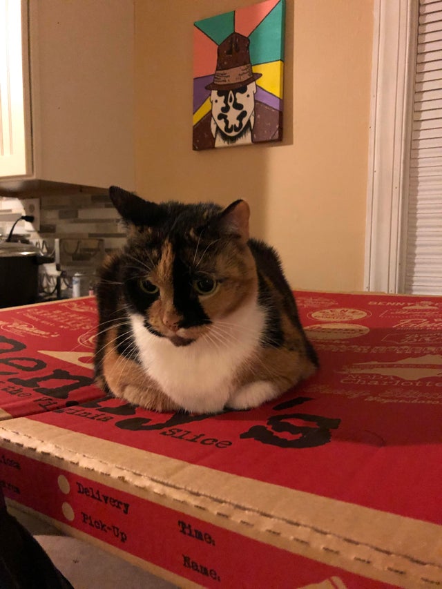 Прекрасные снимки с котами и пиццей