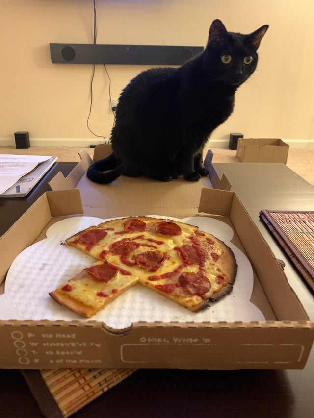 Прекрасные снимки с котами и пиццей