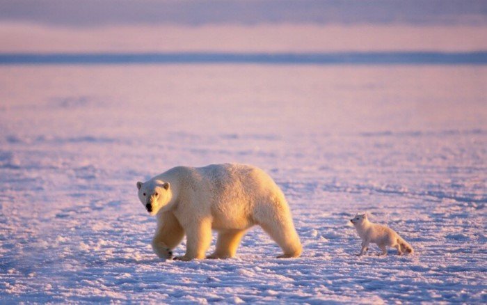 Десять интересных фактов про полярную лисицу