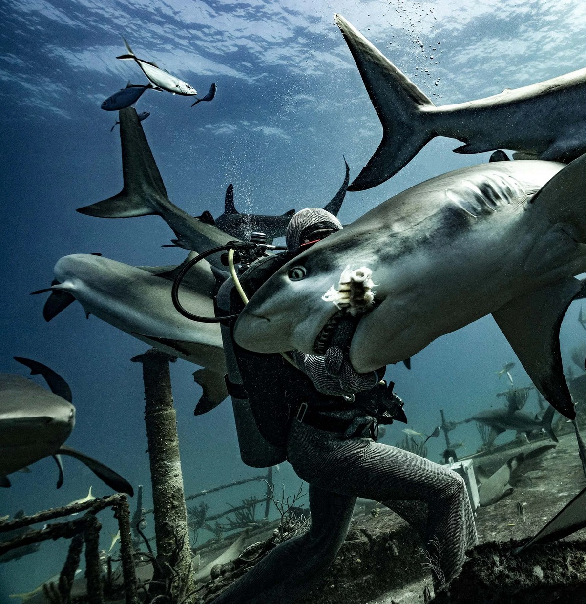 Напряженные кадры нападения акулы на дайвера
