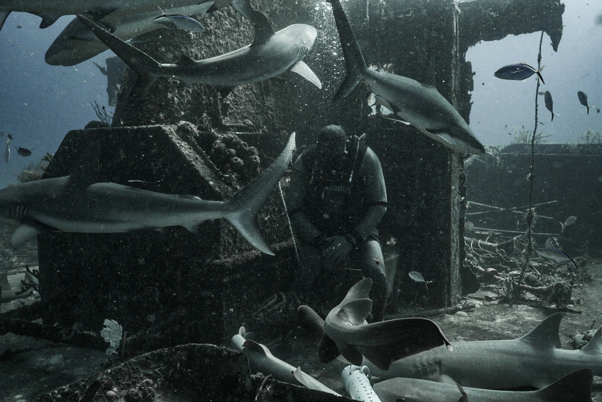 Напряженные кадры нападения акулы на дайвера