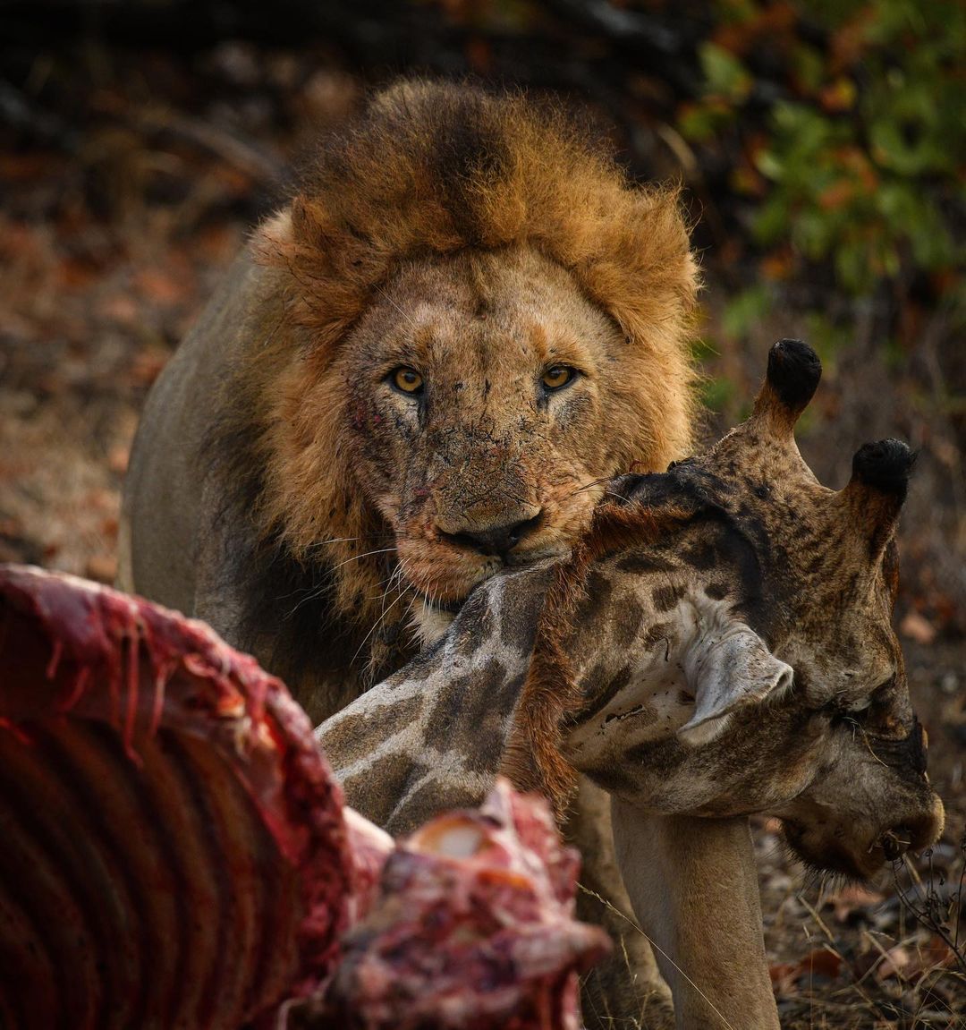 Дикие животные Африки на снимках Стивена Довера