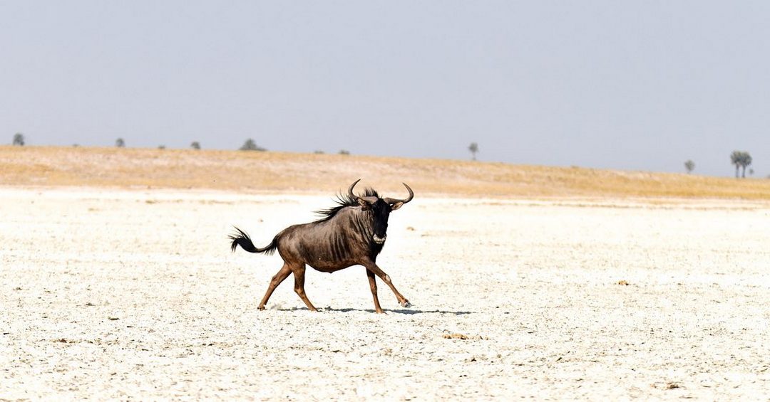 Дикие животные Африки на снимках Стивена Довера
