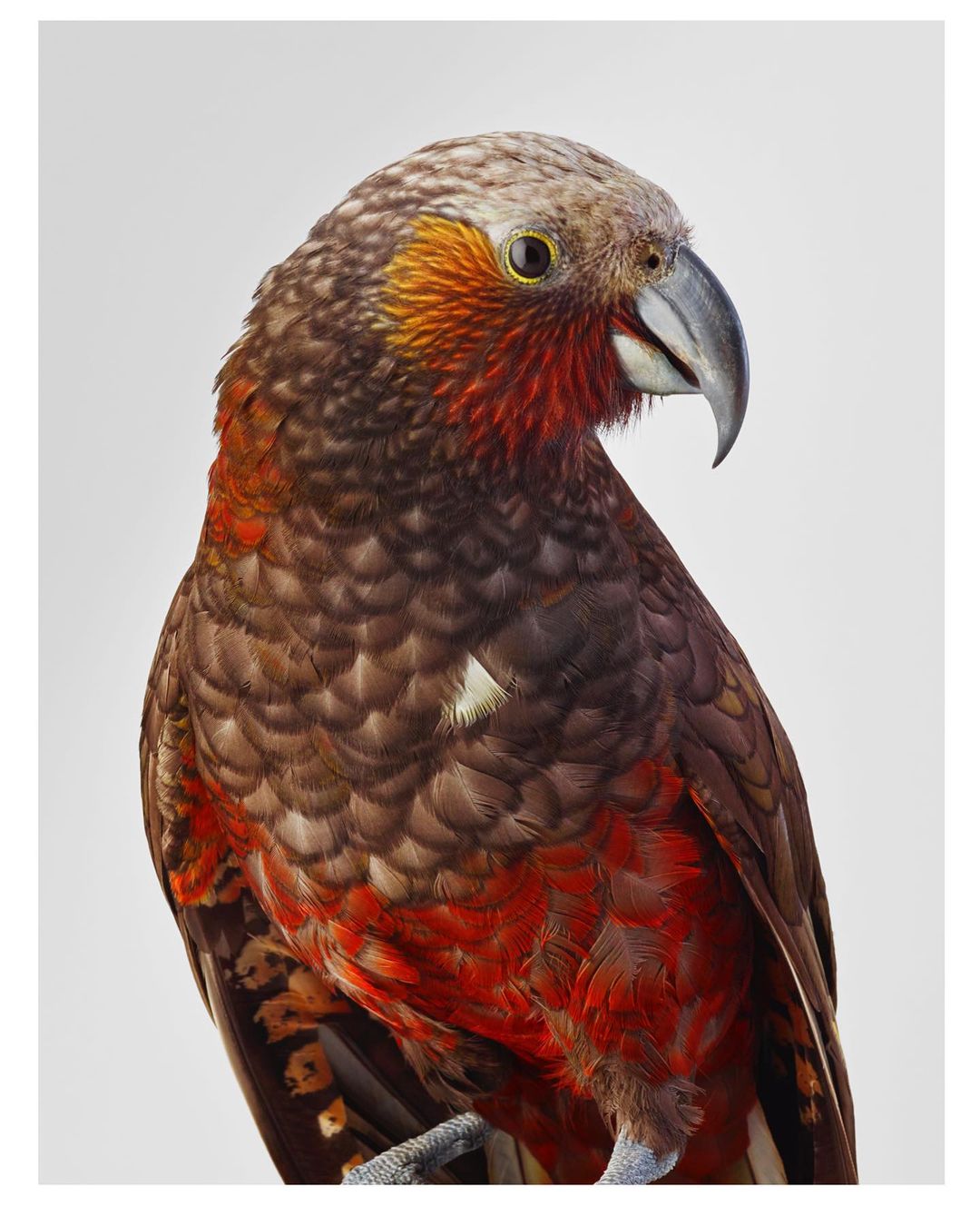 Эмоциональные портреты птиц от Лейлы Джеффрис