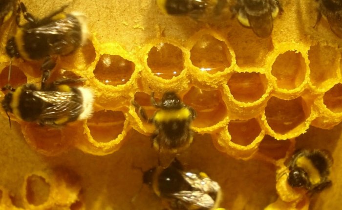 Делают ли осы и шмели мёд и почему мы не едим его?