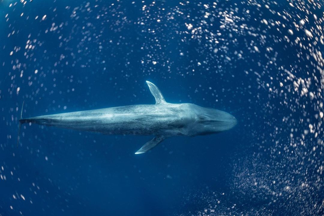 Дикие животные и подводный мир на снимках Дмитрия Коха
