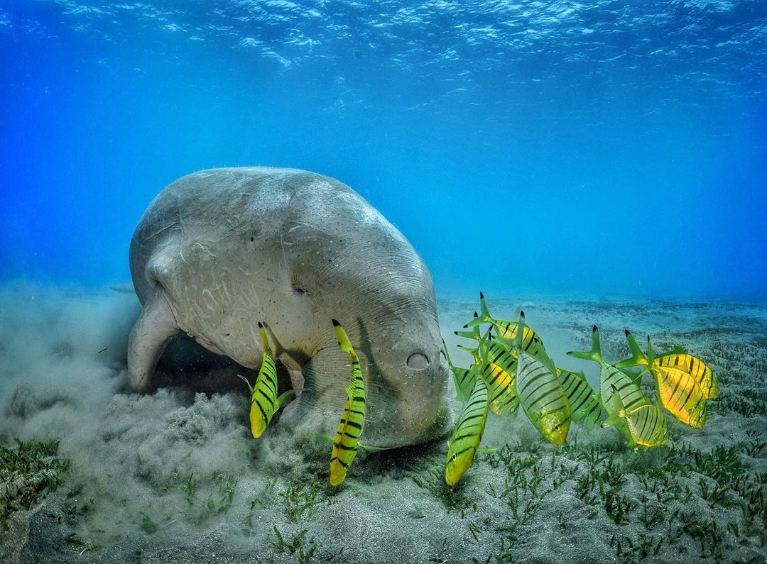 Дикие животные и подводный мир на снимках Дмитрия Коха