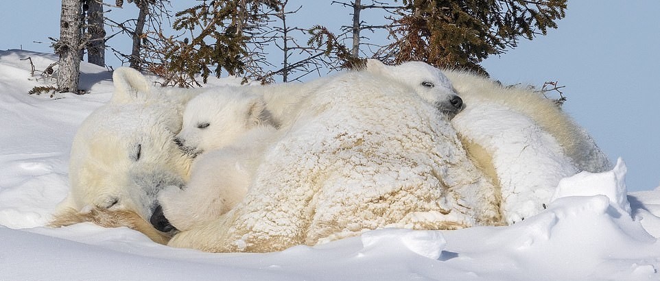Белые медвежата резвятся на снегу