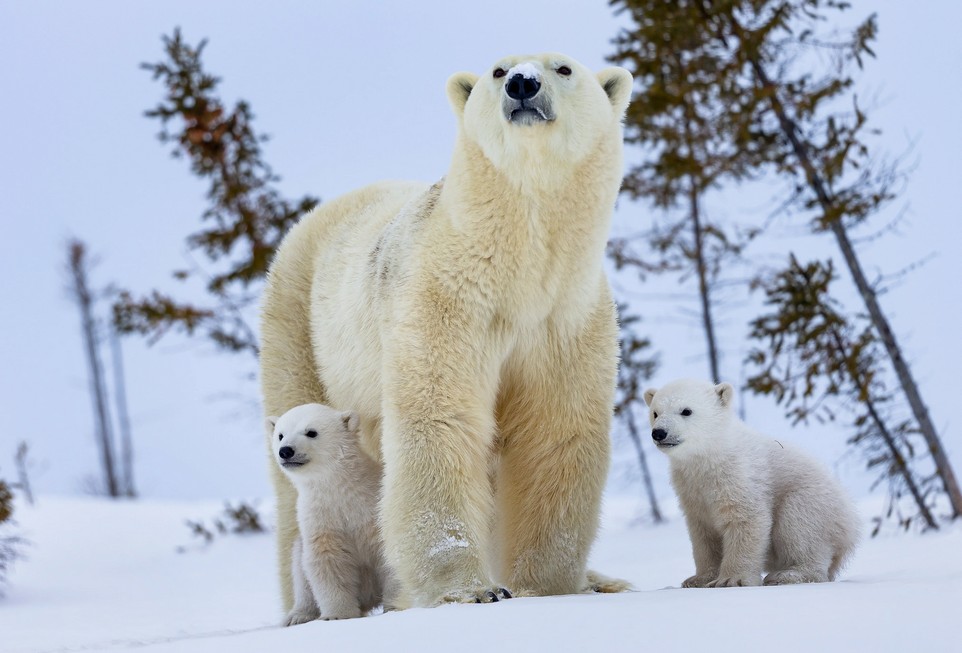 Белые медвежата резвятся на снегу