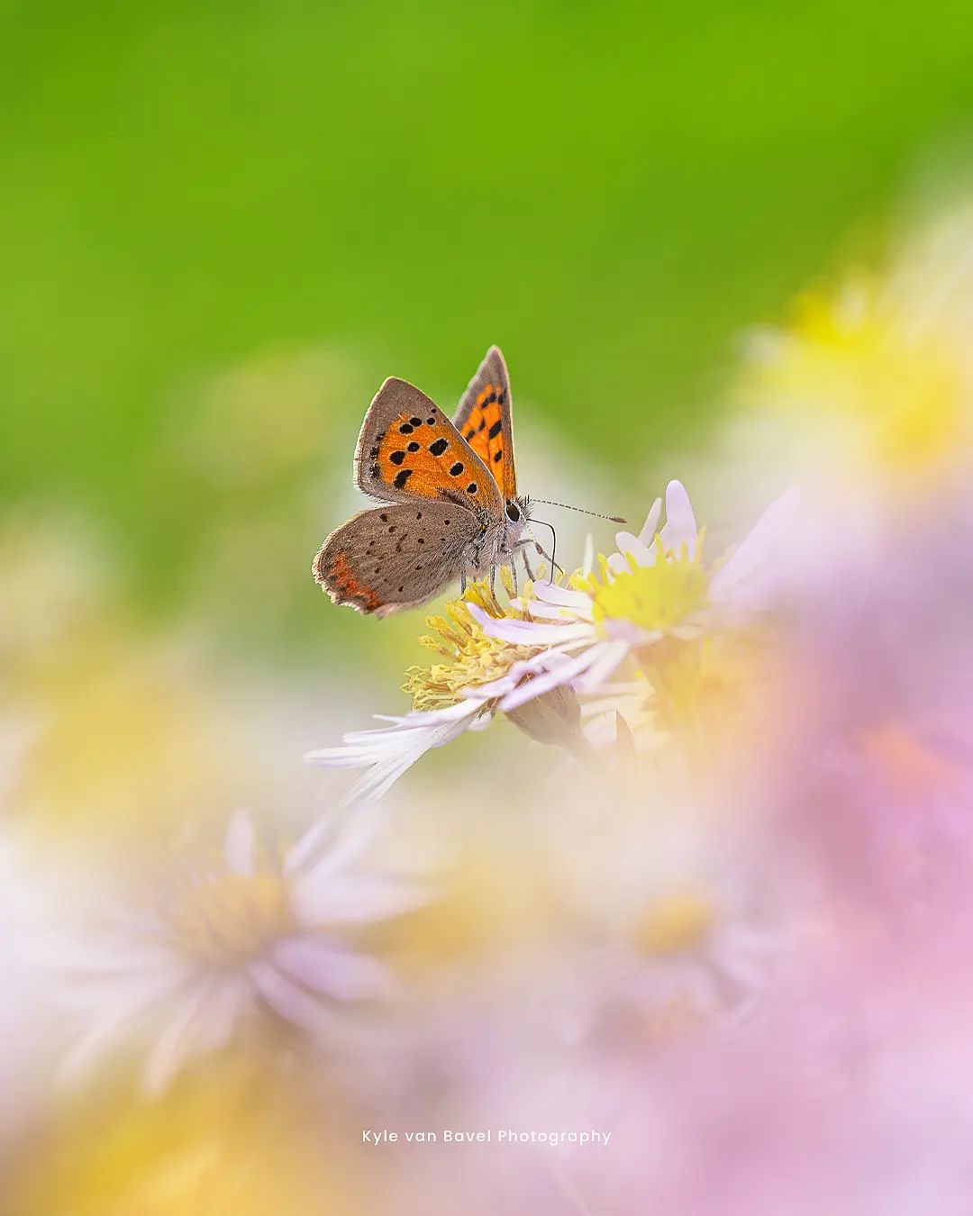 Грибы, цветы и насекомые на макроснимках Кайла ван Бавела Природа